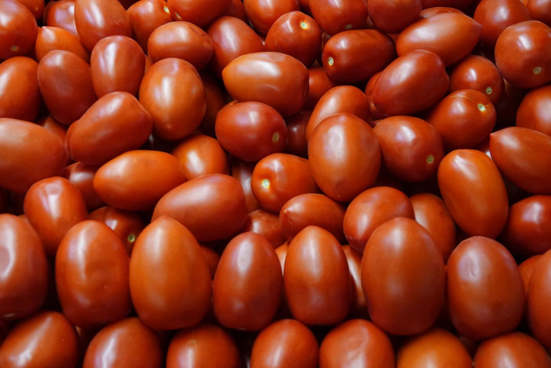 Jitomates