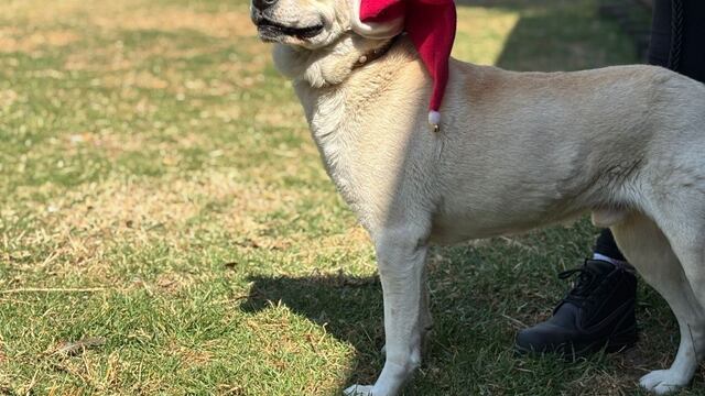 Metro CDMX: Perritos serán ayudantes de los Reyes Magos