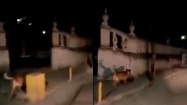 Fiscalía de Zacatecas quitó a un perro una cabeza humana