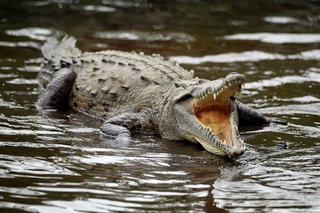 ¿Dónde ver cocodrilos en CDMX?