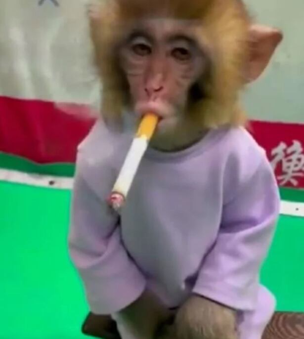 Mono fumando