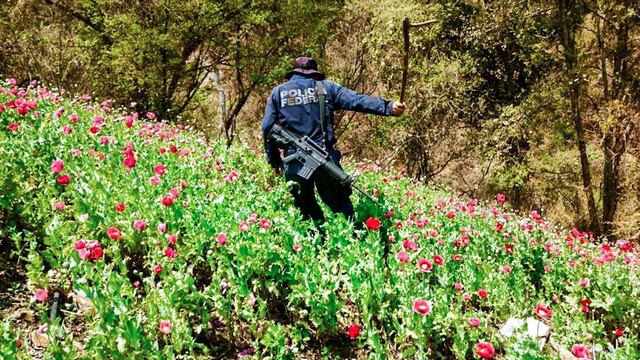 Destrucción de amapola. Solicitud a López Obrador.