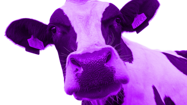 Es un pájaro, es un avión, ¡no!, es una vaca morada