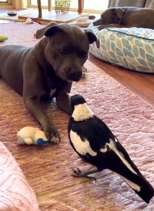 Cuervo ladra como perro