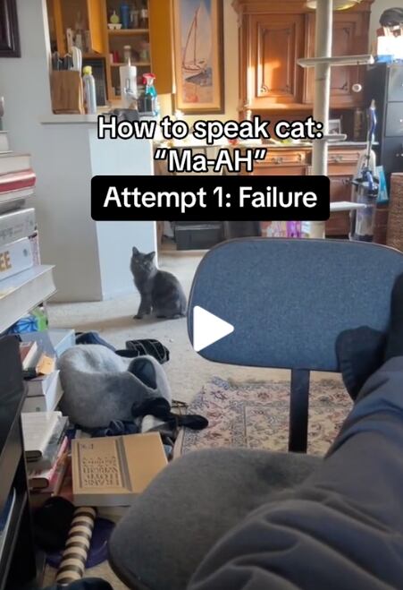 Este usuario de TikTok da clases del idioma de gatos