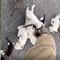 Rescata a gatito en medio de la carretera; termina llevándose 13 (VIDEO)