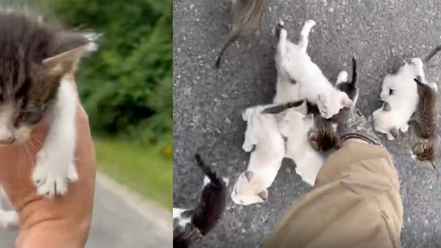 Gatitos emboscan a su rescatador