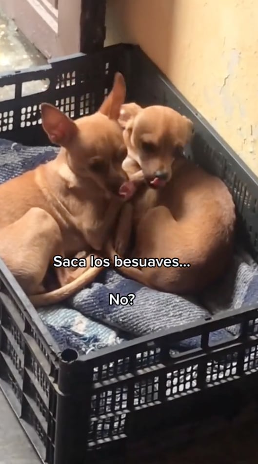 Perritos de TikTok