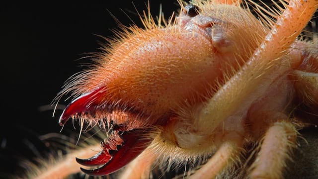 La araña camello es muy agresiva