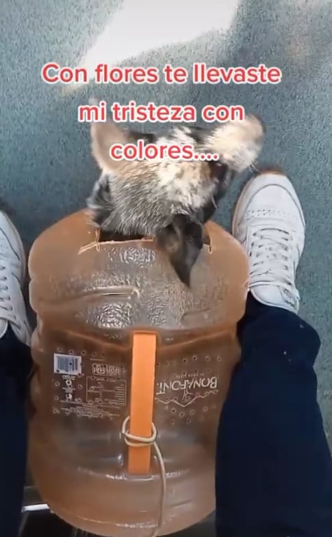 Perrita adentro del garrafón de agua