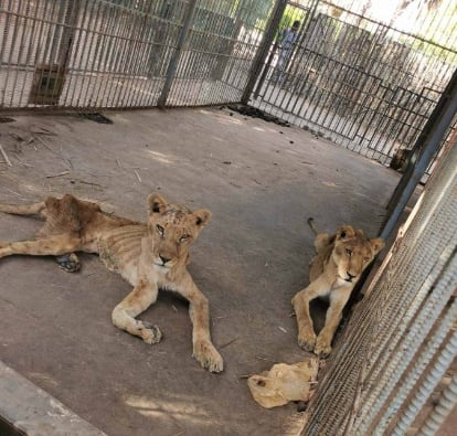 Leones casi mueren de hambre; así lucen hoy
