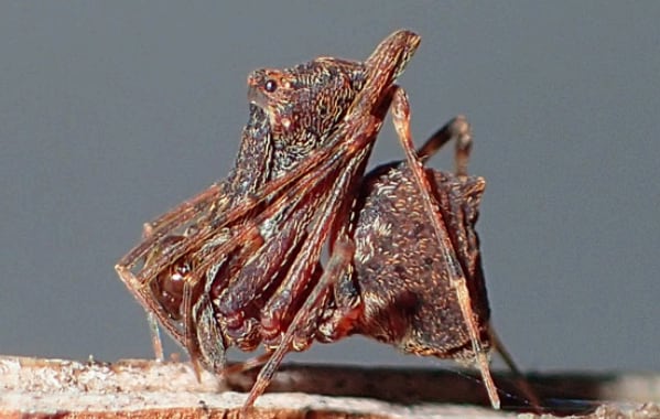 Nueva araña descubierta en Australia