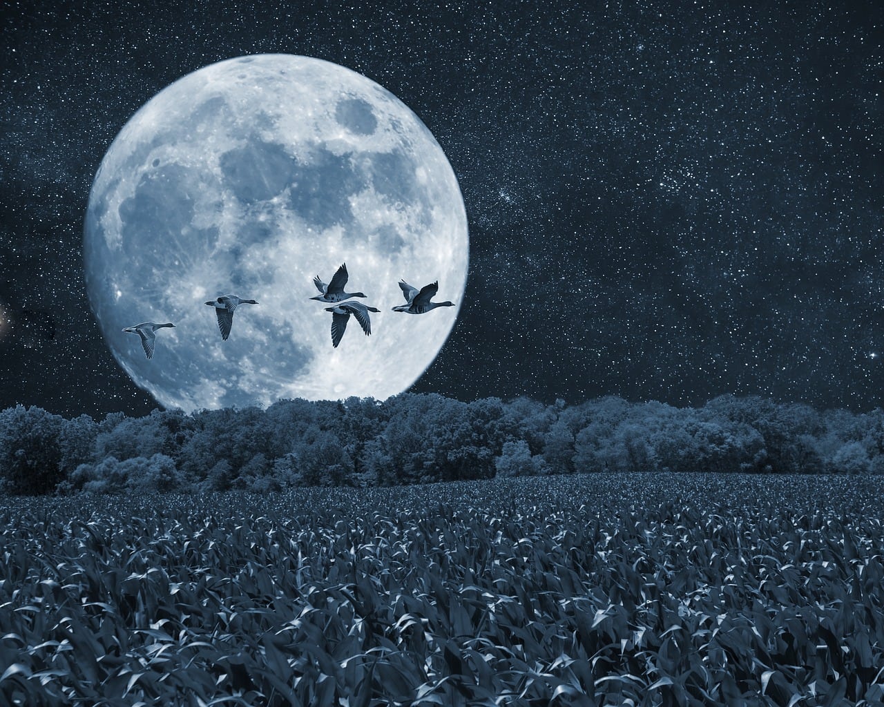 Luna de las Flores