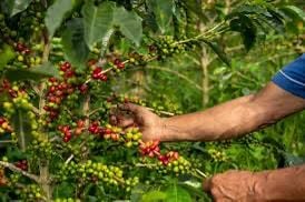 Luis Armando Melgar denuncia abusos de Nestlé