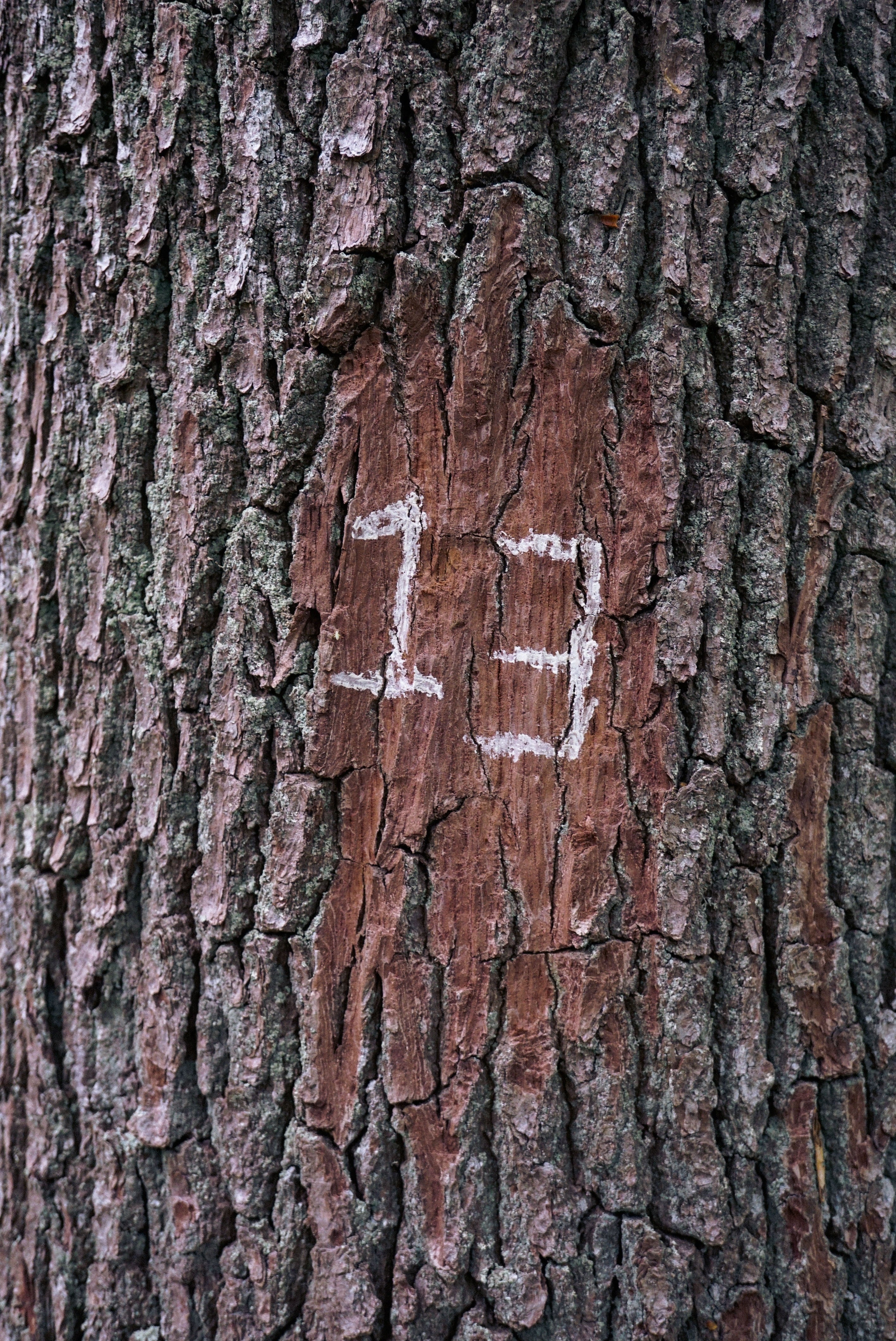 Número 13