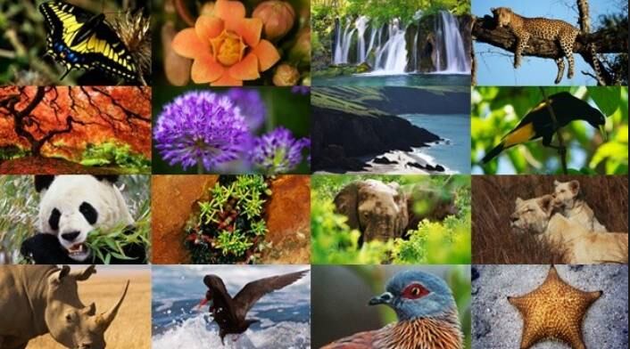 Séptima extinción masiva amenaza a la biodiversidad de la Tierra
