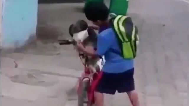 Pone cubrebocas a perro