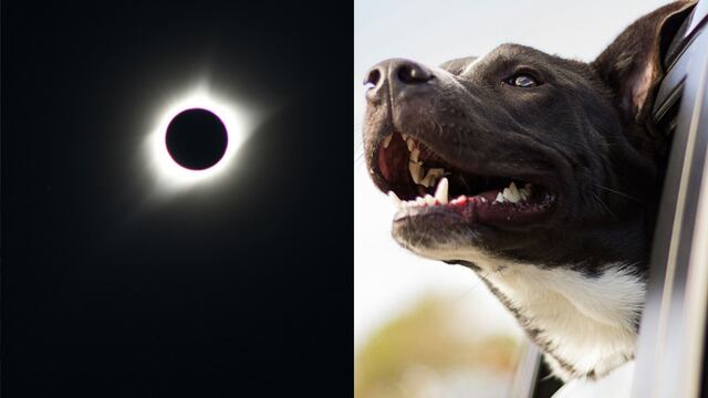 Estos son los cuidados especiales que debes tener con tus mascotas durante el eclipse solar del próximo 8 de abril