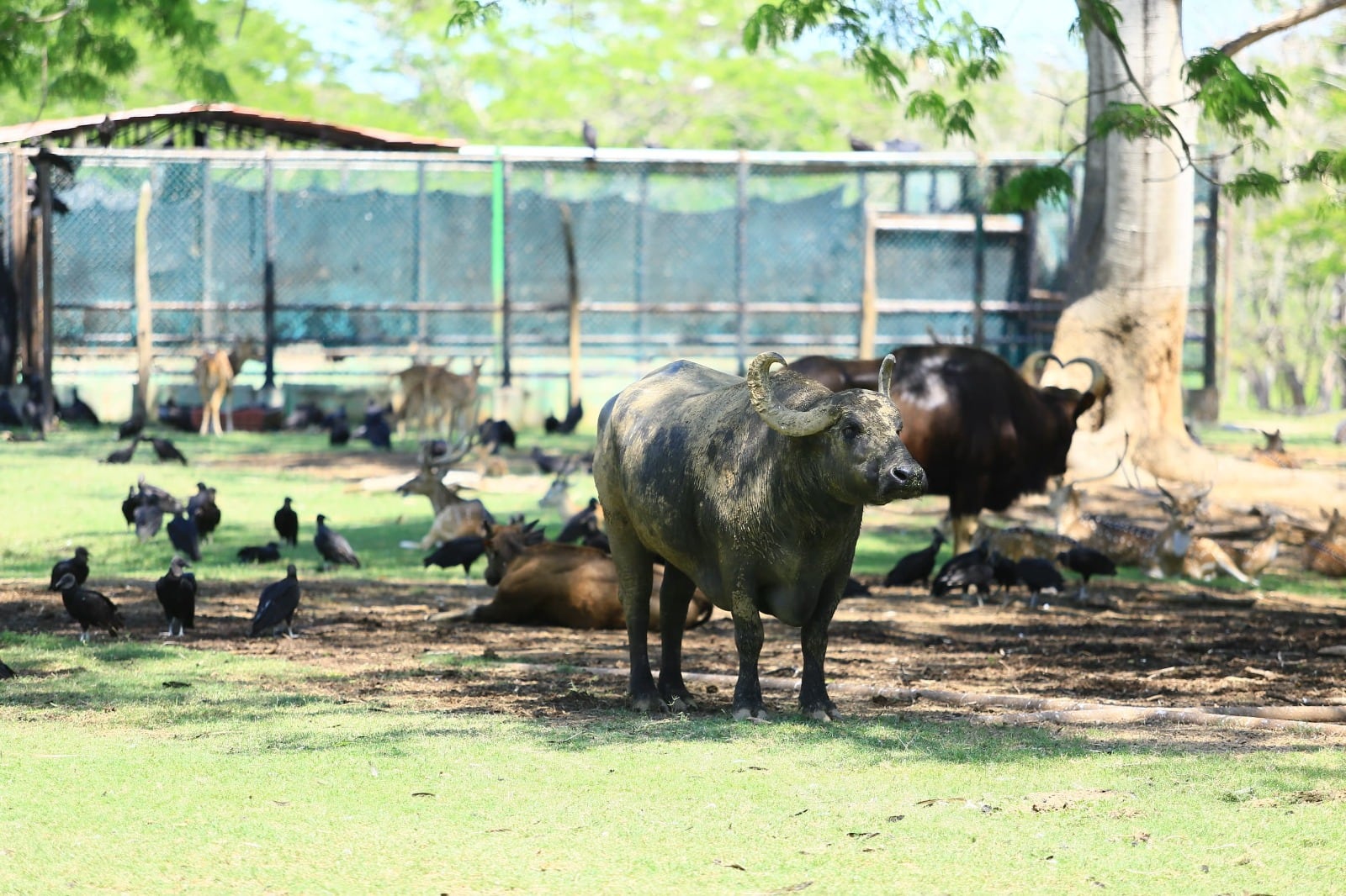 Yumka’ de Tabasco celebra su 32 aniversario