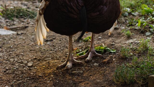 ¿Cuándo es el Día del Pavo 2023 o Día de Acción de Gracias?
