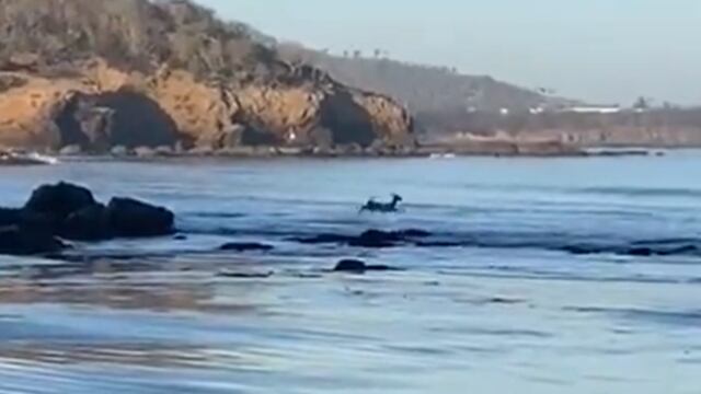 Un venado fue captado en video en las playas de Mazatlán