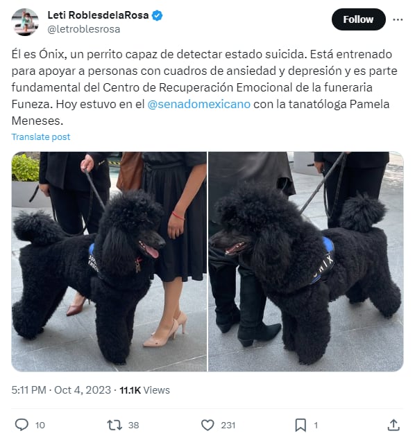 Onix, perro capaz de oler el suicidio
