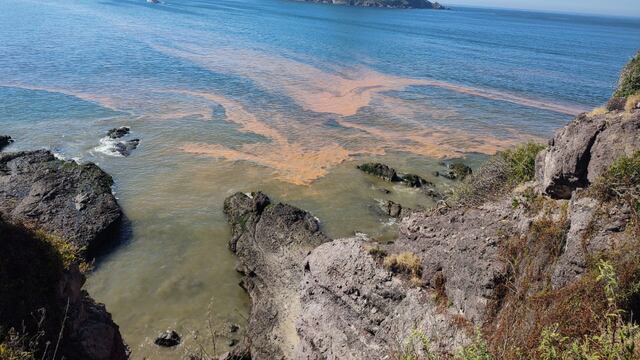 ¿Hay marea roja en Mazatlán, Sinaloa? esto es lo que sabemos
