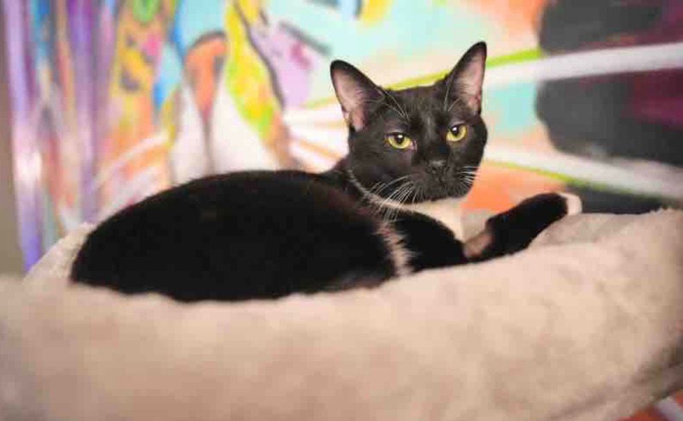 Baja California reconoció a animales con protección jurídica constitucional