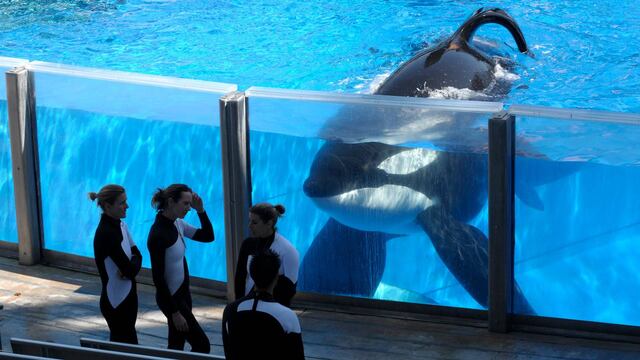 Tilikum, famosa orca de SeaWorld