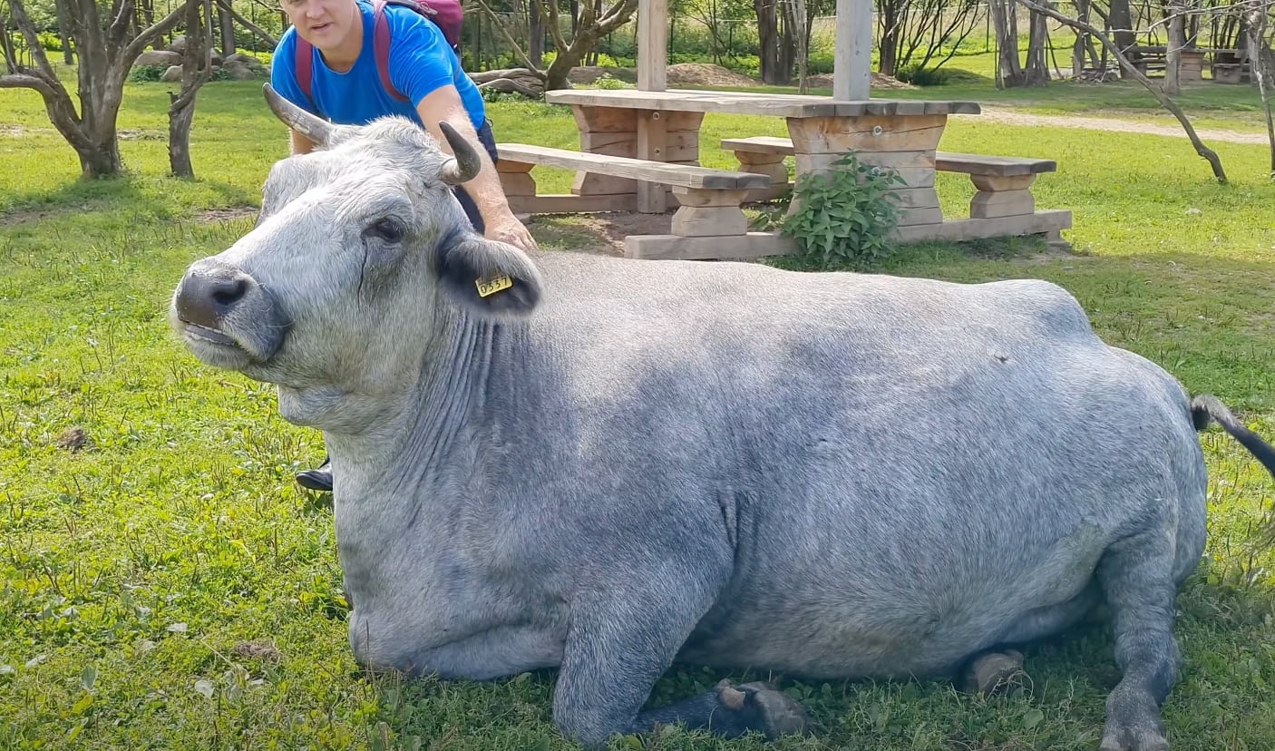Vaca azul de Letonia
