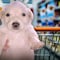 Este es el supermercado pet friendly que ya permite subir a tu perrito al carrito de compras, en CDMX