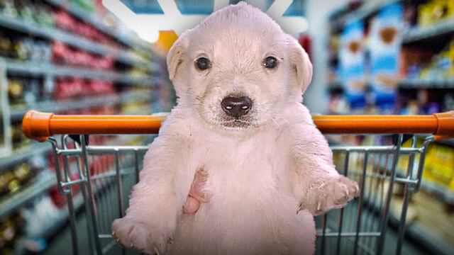 supermercado pet friendly