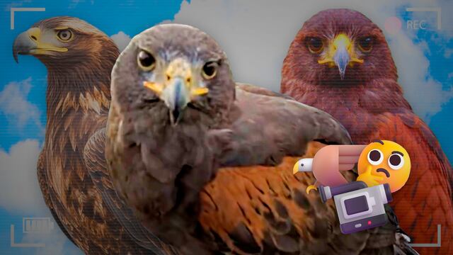 ¿Águila real o Harris? Esta es la especie captada por cámaras del C5 CDMX