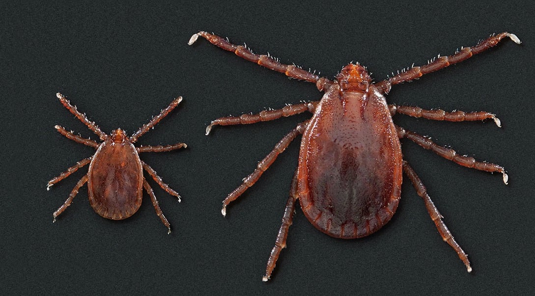 Garrapatas asiáticas
