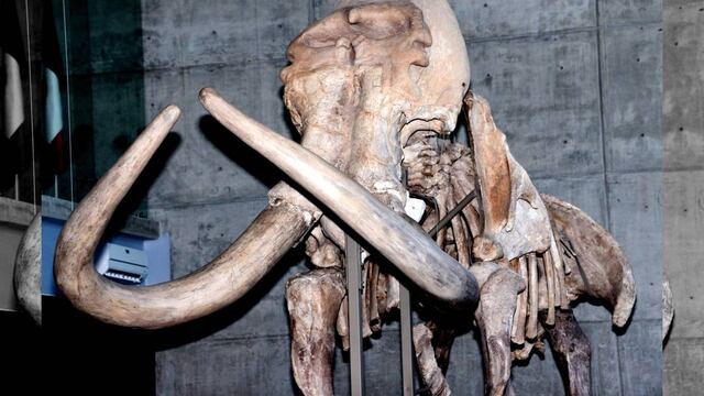 Se pierde mamut en la mixteca por negligencia del INAH