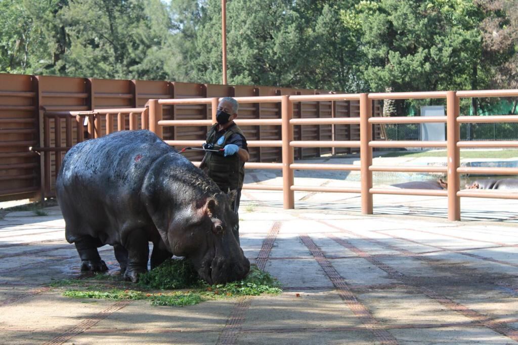 Muere ‘Inés’, la hipopótama de 50 años que vivía en el Zoológico de San Juan de Aragón