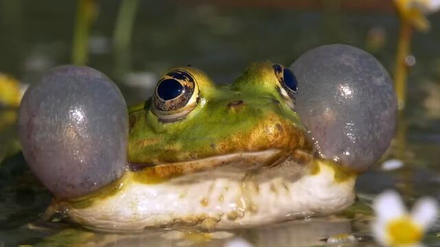 Sapo en serie de Netflix