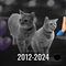 Cala, la gata que cantaba I Go Meow, ha muerto repentinamente a los 12 años