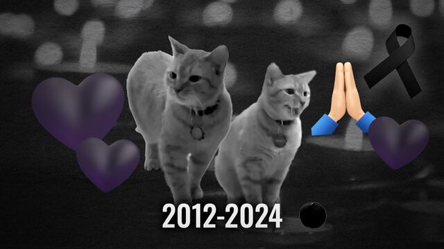 Cala, la gata que cantaba I Go Meow, ha muerto repentinamente a los 12 años