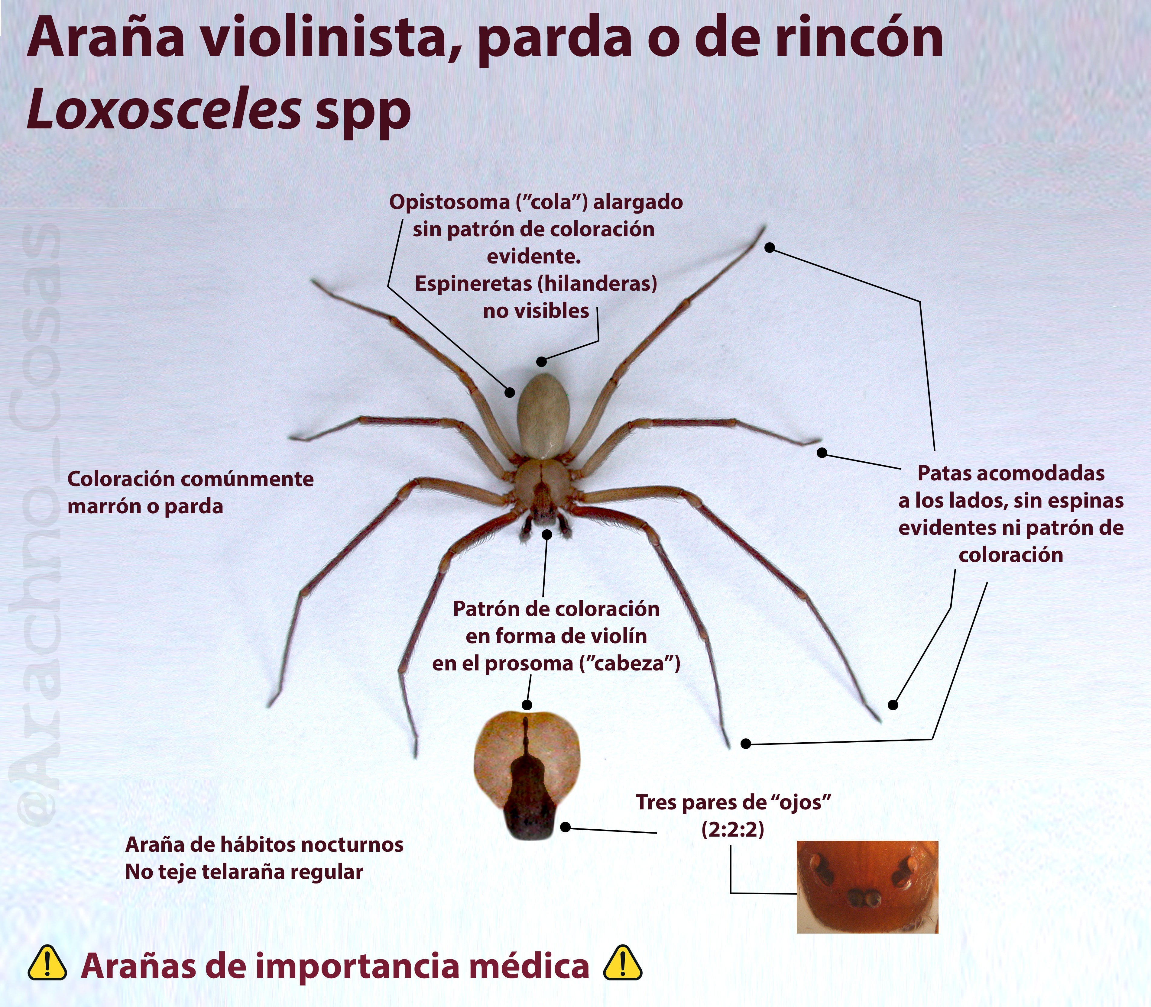 Características de la araña violinista