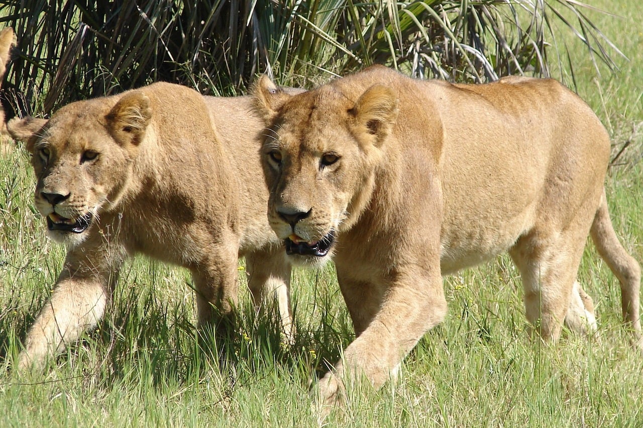 Leones africanos a un paso de la extinción