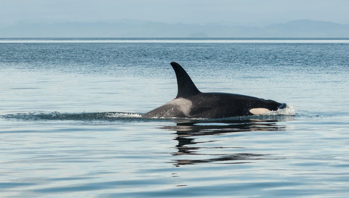 Orca