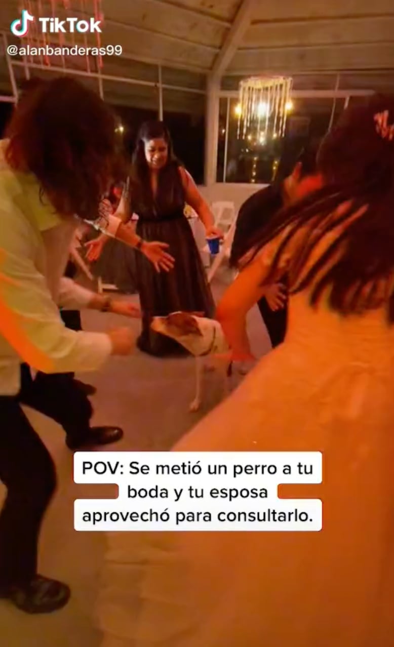 Perrito se cuela a boda;