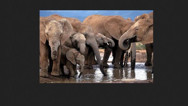 Muchos de los trabajadores del Parque Nacional creen que el envenenamiento podría estar coordinado por cazadores furtivos y guardias del recinto.