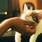 55 nombres para gatos machos originales para ser la envidia de los Karen
