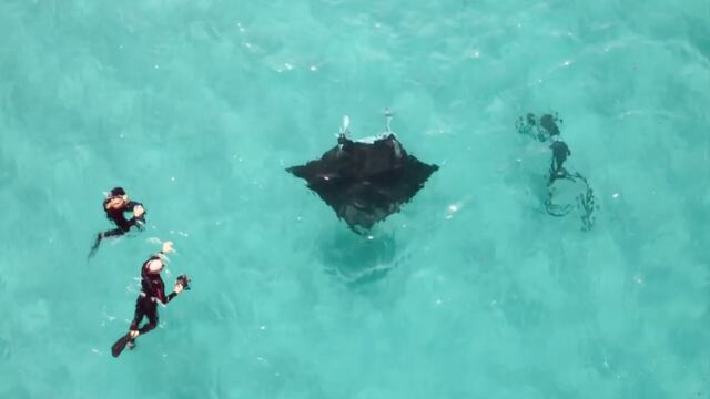Mantarraya pide ayuda a buzo