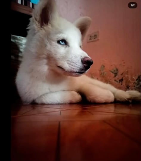 Su perro fallecido, Hashiko