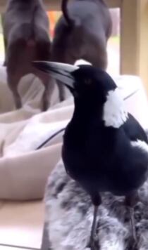 Cuervo ladra como perro