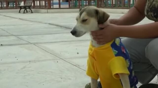 Rocky, perrito inválido que necesita silla de ruedas