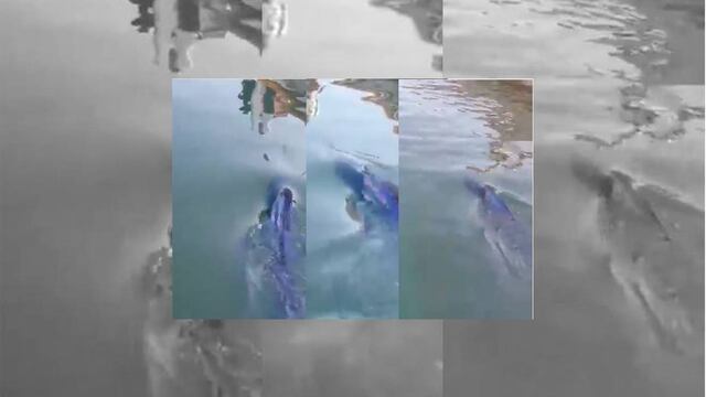 El gran pez causó emoción entre turistas y nacionales que se encontraban en el lugar.